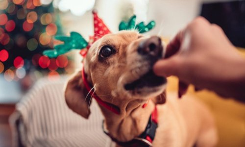 Christmas foods that are toxic for dogs - Woonona Petfoods