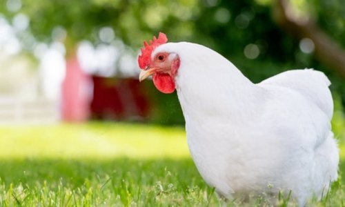 Common health problems in chickens - Woonona Petfoods