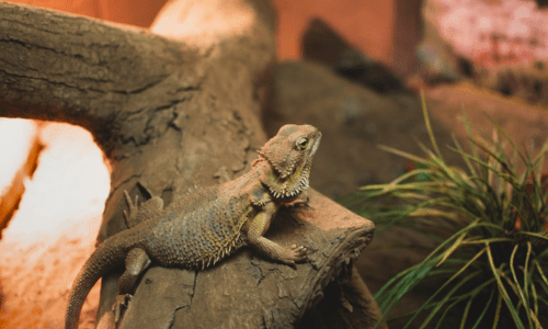 Common mistakes new reptile owners make - Woonona Petfoods