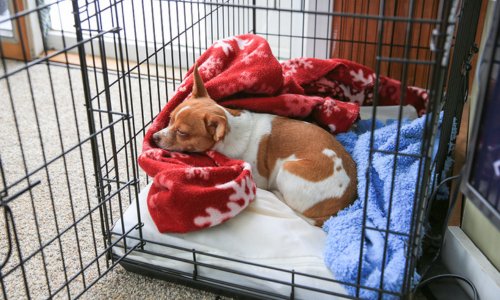 Crate Training for Puppies: A Guide to Success - Woonona Petfoods