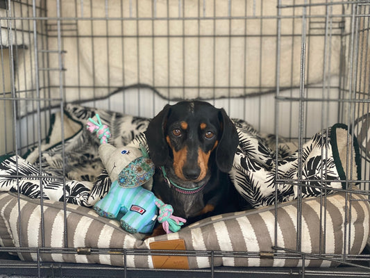 Crate Training Your Puppy - Woonona Petfoods