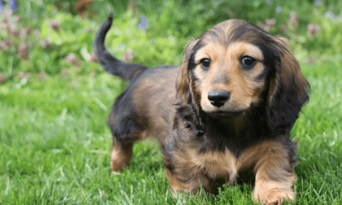 Dachshund Back Problems: How to Protect Their Spine - Woonona Petfoods