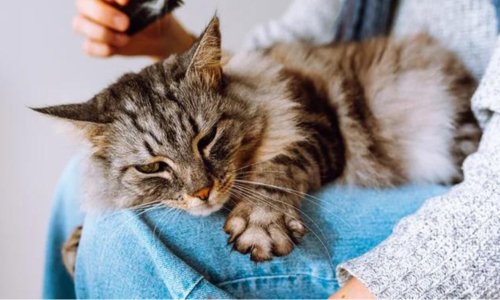 Dealing with Hairballs: A Guide for Cat Owners - Woonona Petfoods
