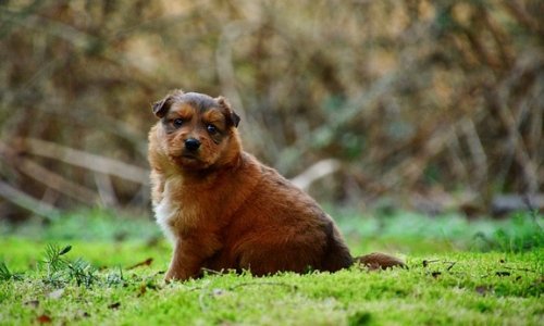 Dealing With Obesity In Pets - Woonona Petfoods