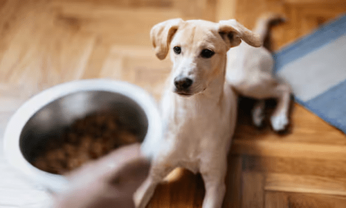 Decoding Pet Food Labels: What Do All Those Ingredients Mean? - Woonona Petfoods