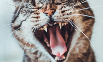Dental care for your cat - Woonona Petfoods