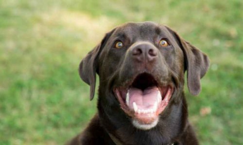 Dental disease in dogs - Woonona Petfoods