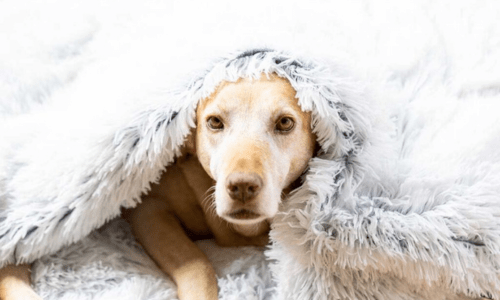 Do Dogs Get Cold? How to Keep Your Dog Warm This Winter - Woonona Petfoods