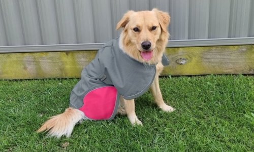 Do dogs need a coat in winter? - Woonona Petfoods