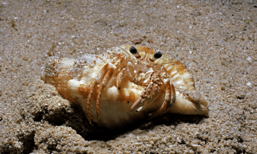 Do Hermit Crabs Need Friends? Understanding Their Social Needs - Woonona Petfoods