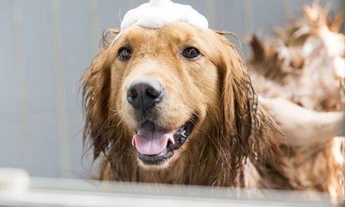 Do I need to condition my dog? - Woonona Petfoods