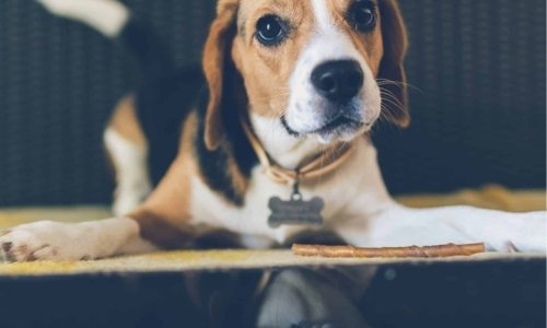 Does my pet need an ID tag? - Woonona Petfoods