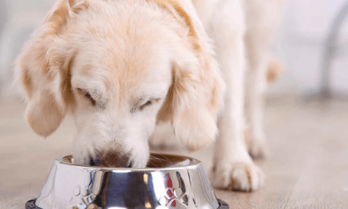 Does Your Pet Need Supplements? A Complete Guide to Pet Nutrition Support - Woonona Petfoods