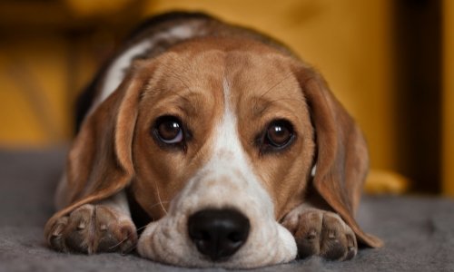 Dog Anxiety... yes, it's a thing! - Woonona Petfoods