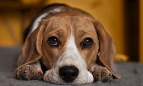 Dog Anxiety... yes, it's a thing! - Woonona Petfoods