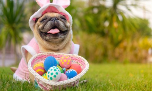 Easter treats to avoid for pets - Woonona Petfoods