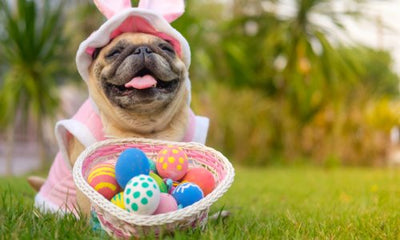Easter treats to avoid for pets - Woonona Petfood & Produce