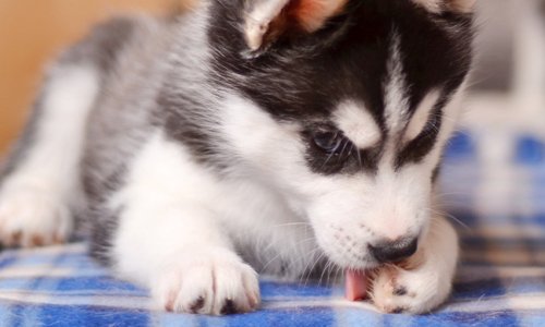 Effective Strategies to Prevent Your Dog from Excessive Paw Licking ...