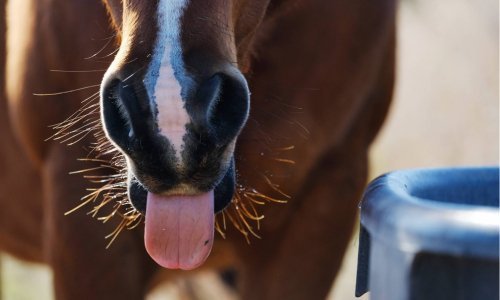 Electrolytes in Horses - Woonona Petfoods