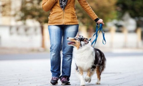 Essential Dog Walking Tips: Make Every Walk a Joyful Adventure - Woonona Petfoods