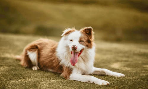 Ethical and Sustainable Pet Food Options: Choosing Better for Pets and the Planet - Woonona Petfoods