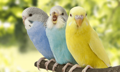 Everything You Need to Know About Budgie Care - Woonona Petfoods