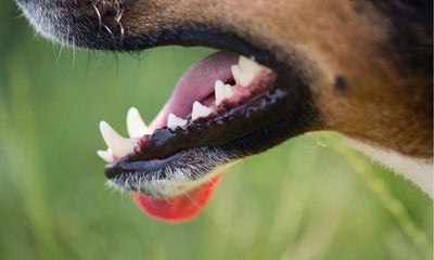 Facts about dog teeth - Woonona Petfood & Produce