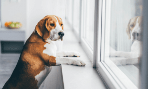 Family Law Reforms: What Pet Owners Need to Know About Separation Disputes - Woonona Petfoods