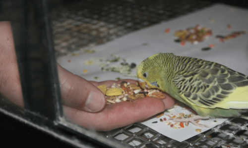 Feeding pet birds right: Seeds, pellets, and fresh foods - Woonona Petfoods