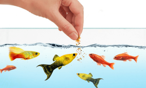 Feeding your fish: How much and how often - Woonona Petfoods