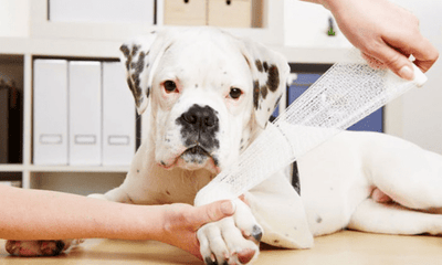 First Aid for Pets: What Every Owner Should Know - Woonona Petfoods