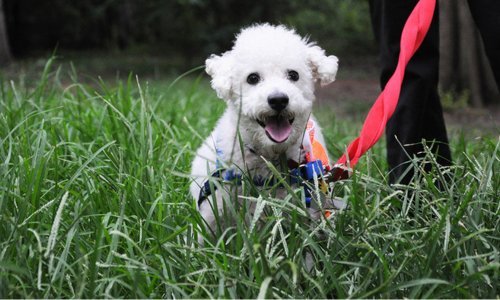 Fleas and Ticks - Woonona Petfoods