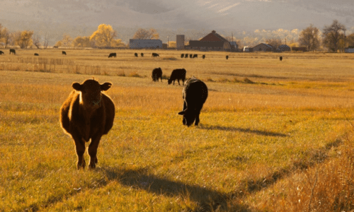 Fly & Lice Control for Livestock: Best Products & Practices - Woonona Petfoods