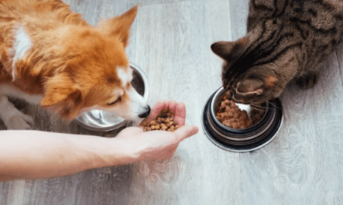 Foods Pet Owners Think Are Healthy (But Aren’t) - Woonona Petfoods