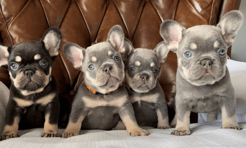 French Bulldog Puppy Essentials: Everything You Need for Your New Pup - Woonona Petfoods