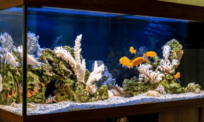 Freshwater vs Saltwater Tanks: Which Is Right for You - Woonona Petfoods