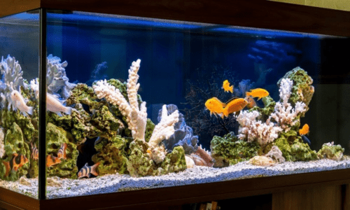 Freshwater vs Saltwater Tanks: Which Is Right for You - Woonona Petfoods