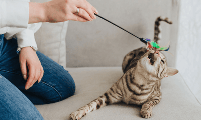 Games to Play with Your Cat: Fun Ideas for Engaging & Bonding - Woonona Petfoods