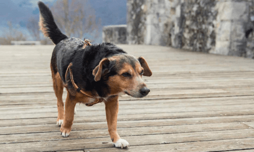 Gentle Exercise and Joint Support Tips for Ageing Pets - Woonona Petfoods