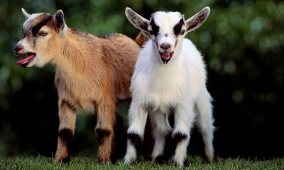 What Do I Feed My Goat? A Guide to Goat Nutrition and Top Product Recommendations