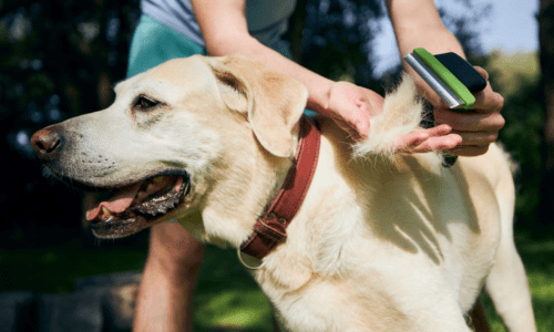 Grooming and Flea Protection Tips for Hot Weather - Woonona Petfoods