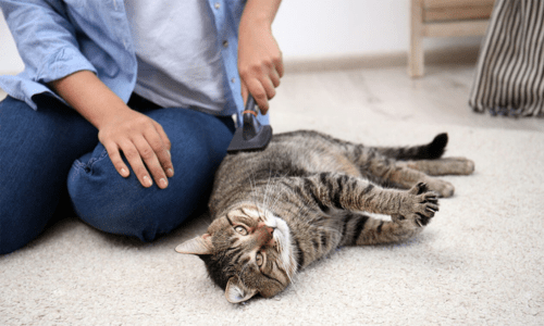 Grooming Your Cat: The Ultimate Guide - Woonona Petfood & Produce