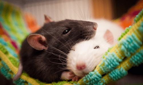 Guide to Keeping Rats as Pets: Why They Make Amazing Companions - Woonona Petfood & Produce