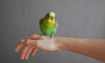 Hand-Taming Birds: A Guide to Building Trust and Bonding - Woonona Petfood & Produce