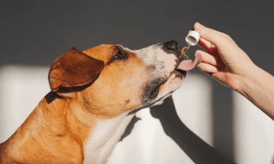 Hemp and Cannabis Oil for Pets: A Natural Solution for Wellness - Woonona Petfood & Produce