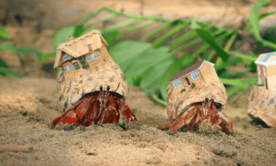 Hermit Crab Housing: Beyond the Plastic Cage - Woonona Petfoods