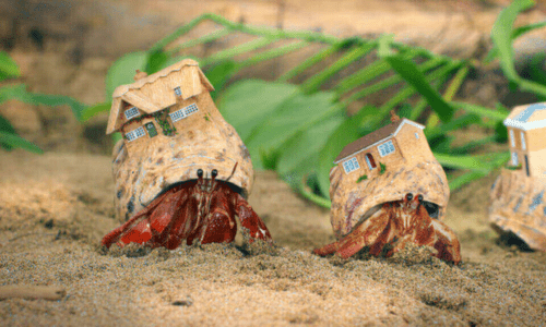 Hermit Crab Housing: Beyond the Plastic Cage - Woonona Petfoods