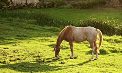 High-Oxalate Grasses & Calcium Deficiency in Horses: What You Need to Know - Woonona Petfoods