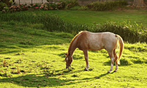 High-Oxalate Grasses & Calcium Deficiency in Horses: What You Need to Know - Woonona Petfoods