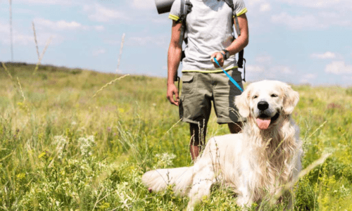 Hiking With Your Dog: The Ultimate Guide to Safe & Enjoyable Adventures - Woonona Petfoods